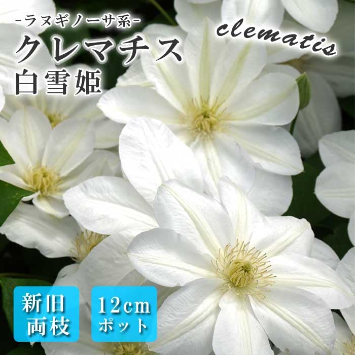 Amazon.co.jp: クレマチス 白雪姫 12cm 苗 白色 【ラヌギノーサ系