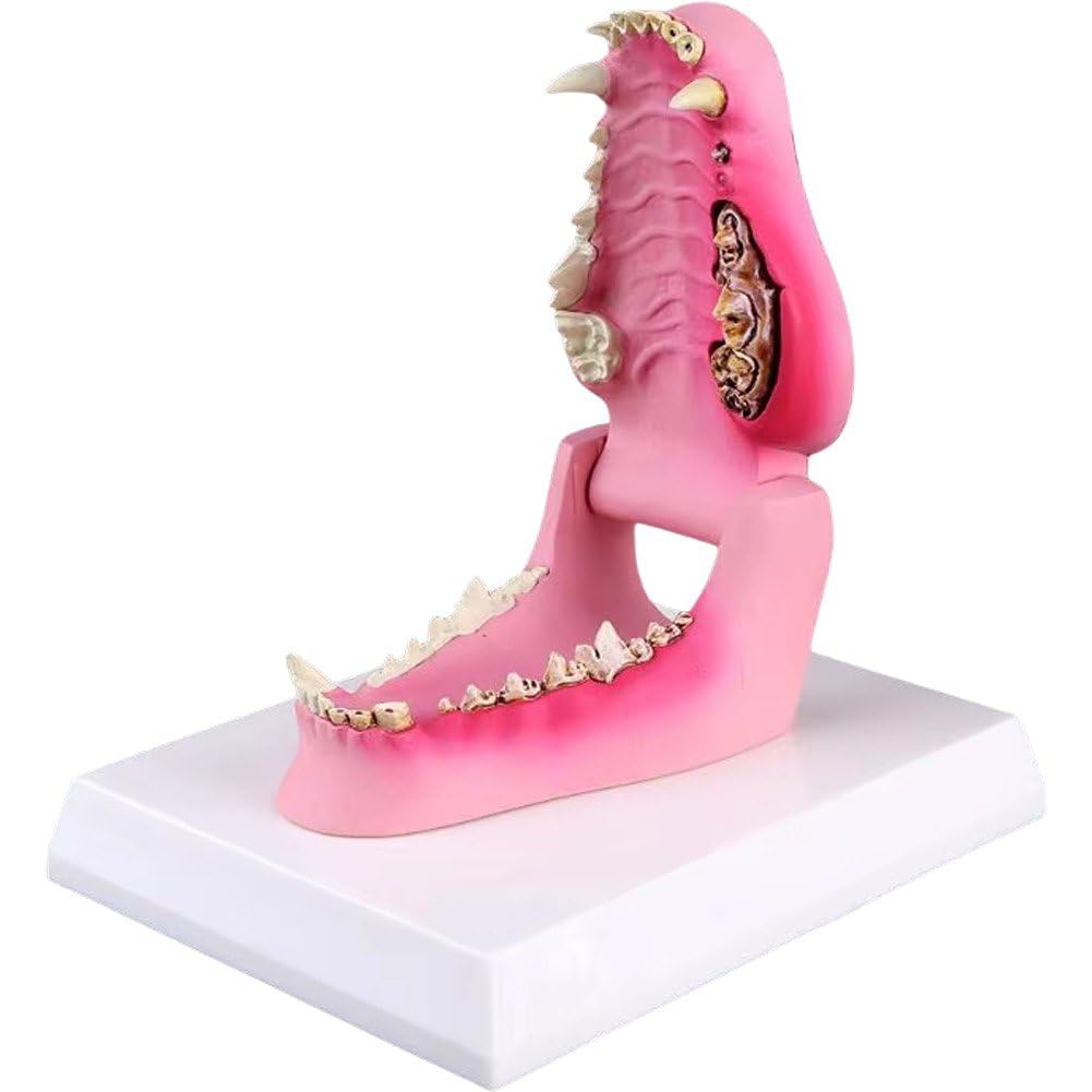 Dianzan Modelo De Anatomía Dental Canina, Esqueleto Canino, Modelo De Enseñanza Dental para Clínica Veterinaria, Demostración Decorativa.