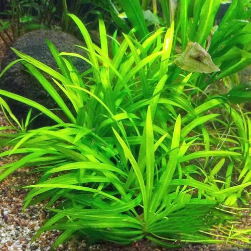 800 pcs wasseraquariumsamen, deko bodendecker winterharte für garten