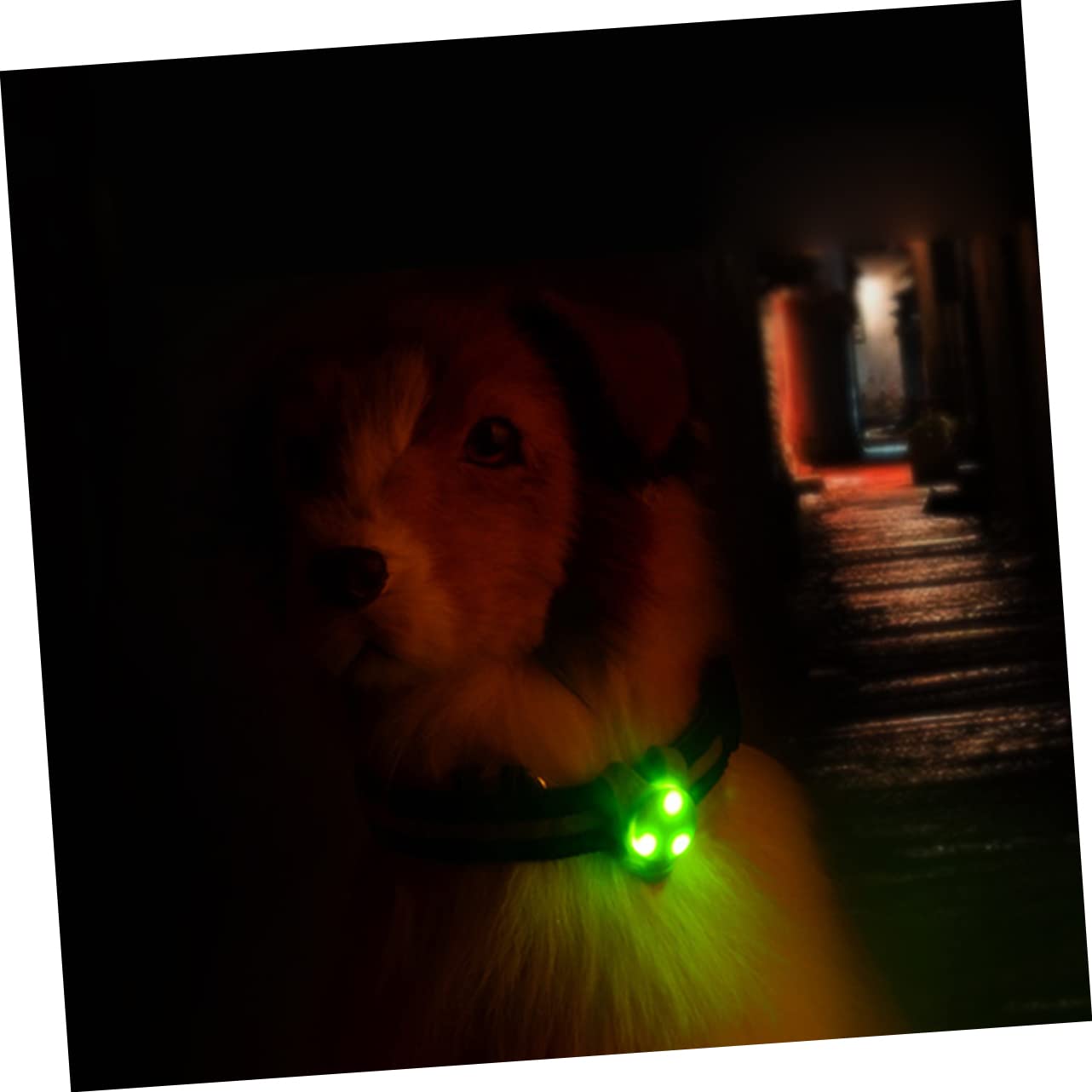 Milisten 3paquetes Collar Led Para Perro y Ligero Pack De Colgantes Iluminación Rojo Verde Rosa Azul y Naranja Para Paseos Nocturnos y Seguridad De Mascotas
