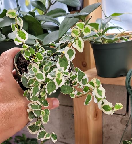 Creeping Fig Bellus Variegated - Live Plant in 4" Pot Terrarium Plant | Prolific Climber | California Seller Creeping Fig Bellus Variegated - Live Plant in 4" Pot Terrarium Plant | Prolific Climber | California Seller