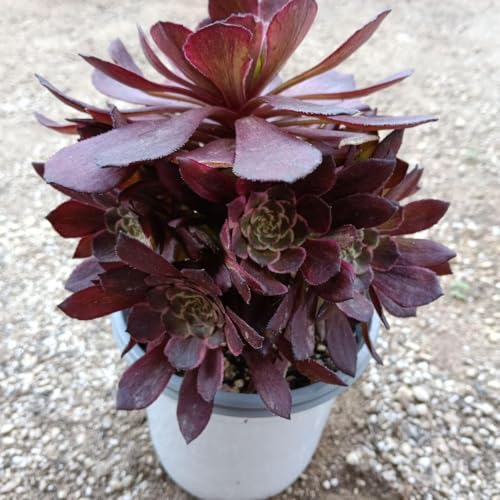 �A�G�I�j�E������ ���n��c11��1880