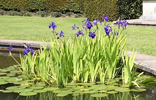 Louisiana Iris Bog Pond Plants Bundle - 4 Pre-Grown Louisiana Irises Marginal Pond Plants In Purple, Red, Yellow, White From Aqualeaf Aquatics #TOP5