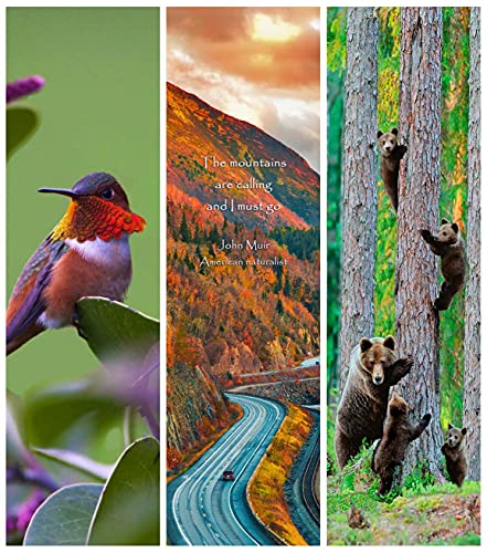 3D Bookmarks Grizzly Bear Family, Rufous Hummingbird, Turnagain Arm - 3 3D Lenticular Bookmarks With Cloth Tassel #TOP1