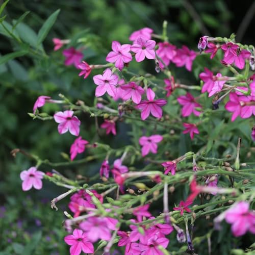 tabaco ornamental, semillas de tabaco ornamental - de balcón semillas tapizantes resistentes al invierno ornamentales lugares soleados balcón 650semillas