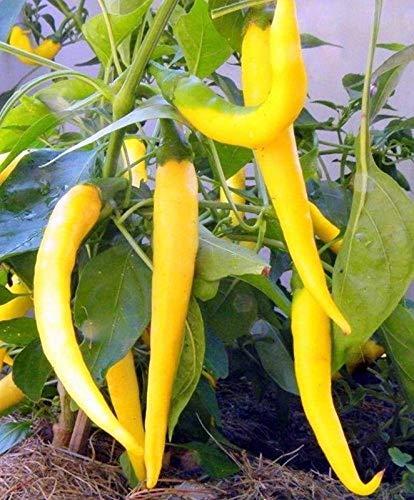 Pepper Joe's Golden Cayenne Pepper Seeds