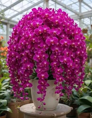 Bulbos de Orquídea Cymbidium -Elegantes y Duraderas- Porte Grácil y Armónico-Ideal para Interior y Exterior-5 Bulbos-H