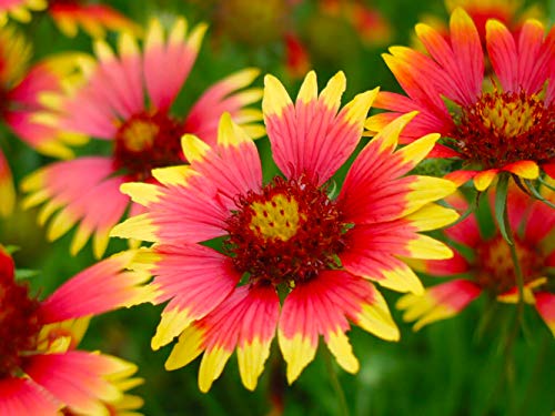 Arizona Wildflower Bulk Seed Mix - Over 30,000 Premium Seeds - 15 Varieties #TOP4