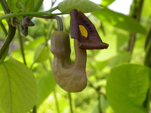 20 semillas de pievina para plantar - Aristolochia durior - Escalador exótico con flores en forma de tubería