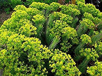 Myrtle Spurge Euphorbia Myrsinites (100 Seed) Attractive Low Growing Succulent #TOP13