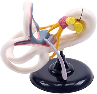 Ear Internal Structure Model - Human Organs Anatomical Model Ear Internal Model - Medical Anatomical Ear Internal Structure Model - for Teaching Medical Model