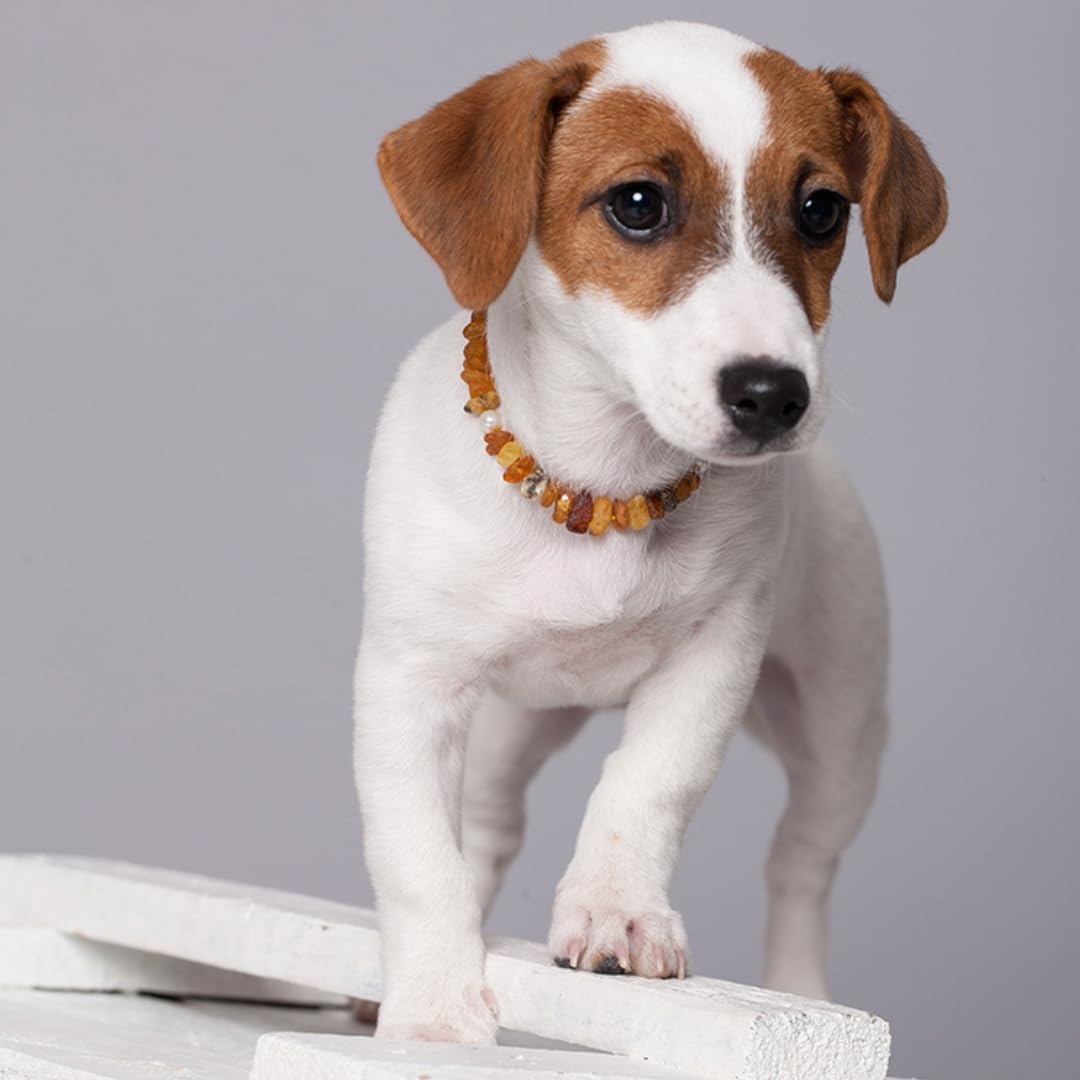 Collar de ámbar para perros y gatos – de 20 cm hasta 68 cm – cadena de ámbar, collar de protección contra garrapatas