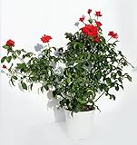 rosalia malamente acordes Planta natural de interior o exterior