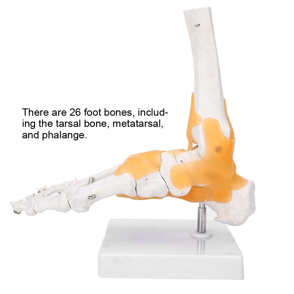 Yctze Modèle Anatomique de Joint de Pied de modèle de Pied, modèle Anatomique commun commun de Cheville de Pied de Ligament de Squelette Humain Adulte