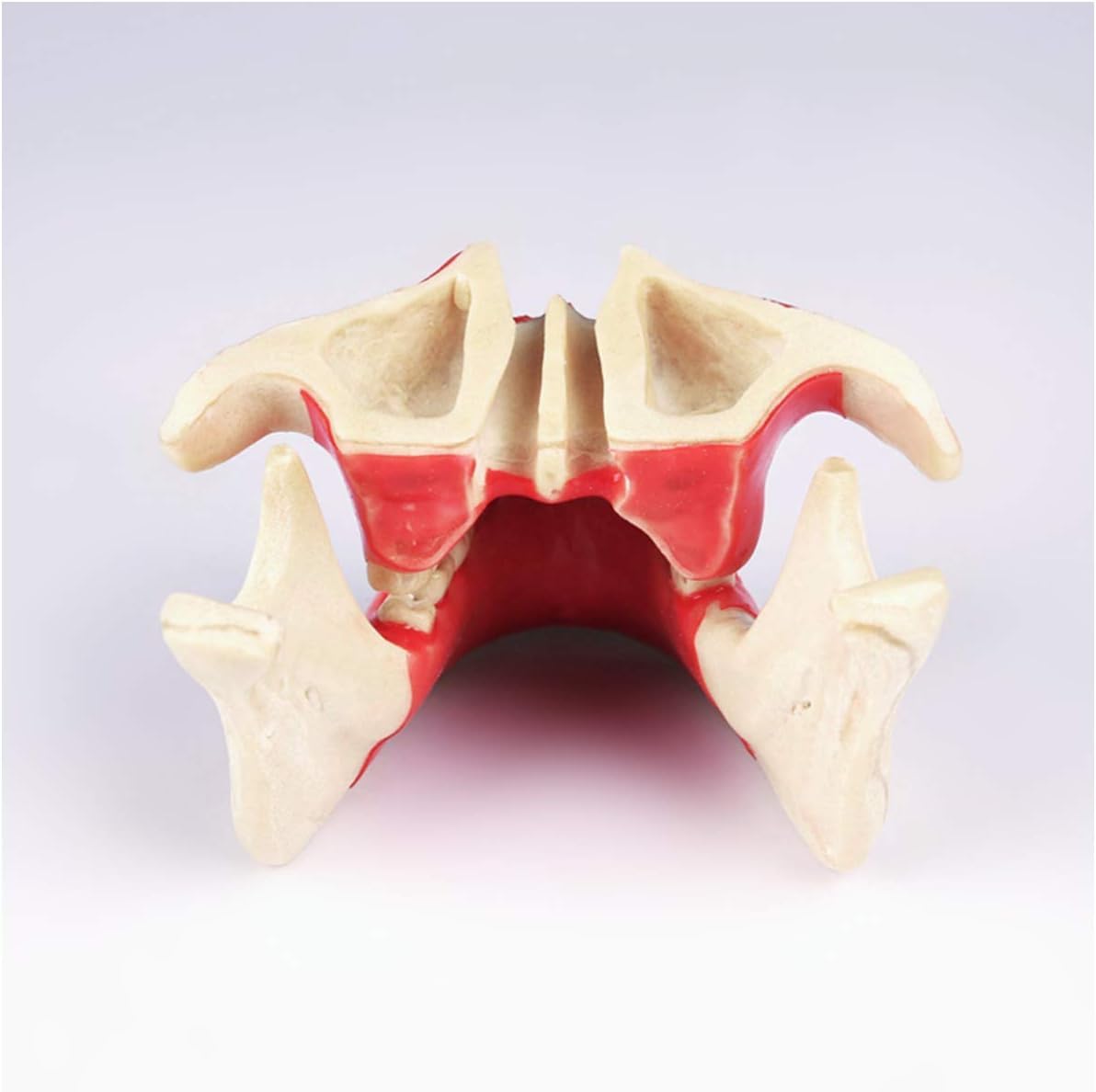 Model zęba Choroba implantu dentystycznego Model zębów Student Materiał żywiczny Zestaw do nauczania ustnego
