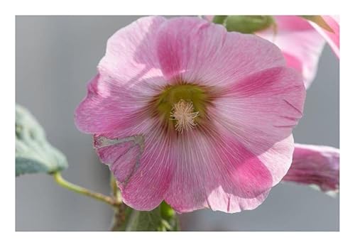 Pcs - 10x Hollyhock Antwerp Stars Einzelblumige Mixture Alcea Plants - Seeds KS332 & Plants Shop by Ipsa