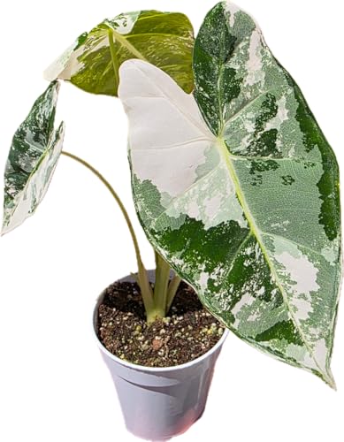 Variegated Frydek Alocasia Live Rare Indoor Houseplant - Rare Velvet Elephant Ear with White Variegation Indoor Houseplant for Bright Indirect Light Collector Plant by Prime Plants California