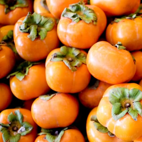Potted Persimmon Tree Live Plant, 1 Year Old Seedlings, 6-12' in Tall, Cold Hardy, Sweet American...