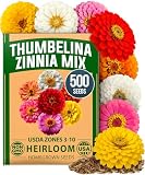 HOME GROWN Zinnia Seeds, Thumbelina, 500 Seeds, Zinnia elegans