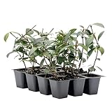 12 Star Jasmine in 2.5” Nursery Cubes (Trachelospermum jasminoides) | Evergreen Flowering Vine for Trellises, Fences & Groundcover | Ready-to-Plant Live Starter Plants