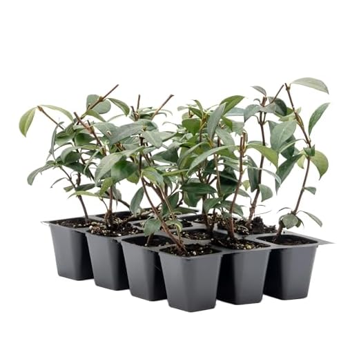 Live Star Jasmine Plants - 12 Pack