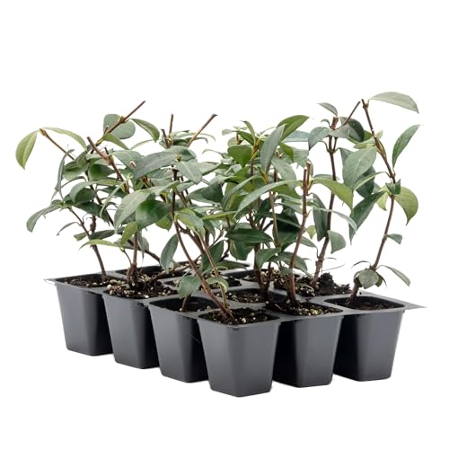 12 Star Jasmine in 2.5” Nursery Cubes (Trachelospermum jasminoides) | Evergreen Flowering Vine for Trellises, Fences & Groundcover | Ready-to-Plant Live Starter Plants