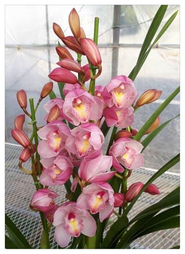 Bulbos de Cymbidium: Resistente, Elegante, Adaptable, Perenne, Natural-5 Bulbos