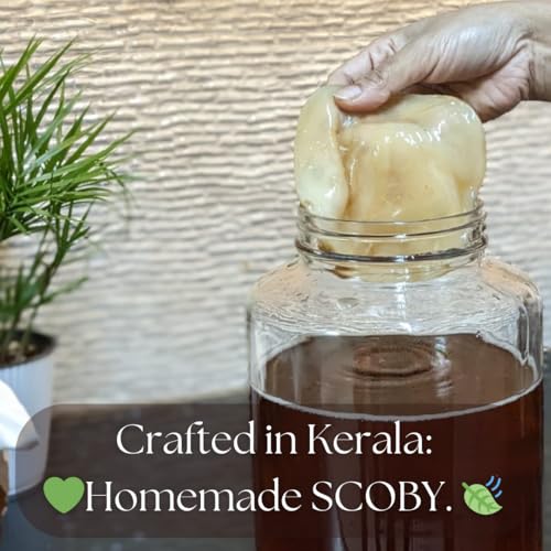 Image of Raintree Organics Kombucha SCOBY with Starter Culture Kit by Raintree Organics