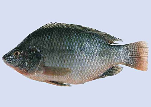 Frozen Tilapia Cleaned Fish 約350g1匹 ?非?,又名??、?郭?、非洲??、非?、越南?等 ベトナム産 越南? ティラピア魚内蔵清掃済み 羅非魚 冷凍魚