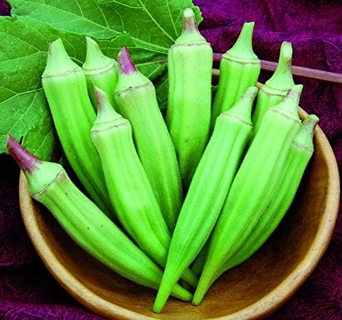 Miniatura 4 de CEMEHA SEEDS - Semillas Verde Okra Bamia (Dedo de Señora) Vegetales sin OMG para plantar