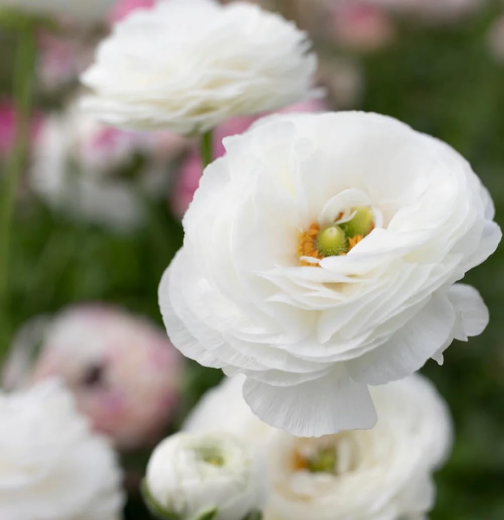 Amazon.com : Mixed Peony Ranunculus Bulbs- Persian Buttercup -10 Corms ...