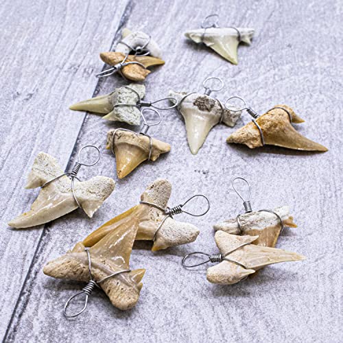 Image of Real Fossil Shark Teeth for Jewelry Making, Assorted Sharks Tooth Pendant Jewelry Accessories for Necklace, Small Bulk Lot Assorted Size and Color Wire Wrapped Fossils