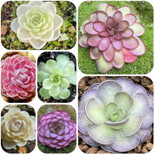 semillas de mantequilla, extremadamente resistentes decoración reales organicas 15pcs