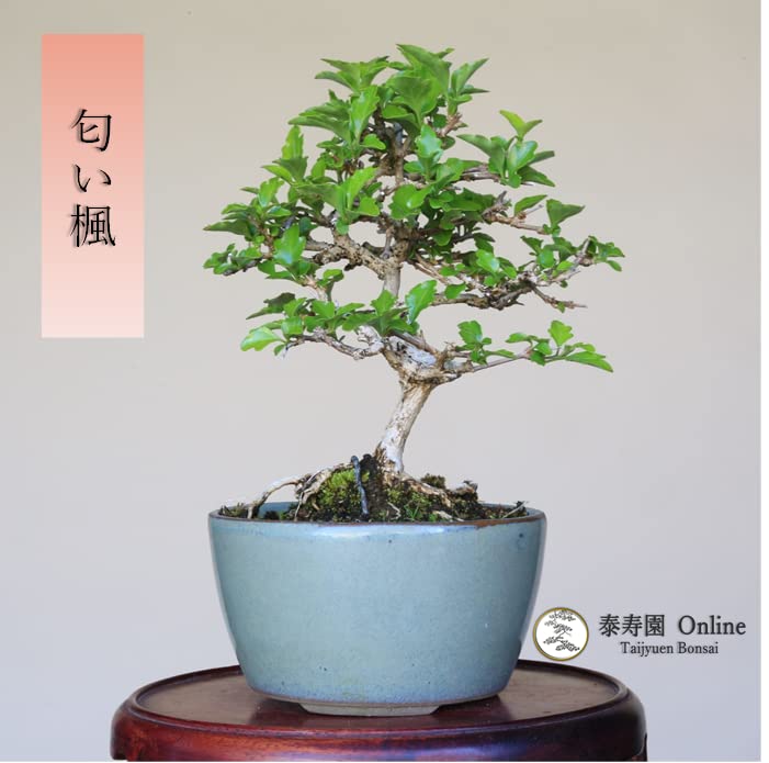Amazon｜『匂い楓』ニオイカエデ ミニ盆栽【泰寿園 Online】｜観葉植物 