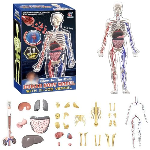Image of 3D Human Body Model with Removable Bones,Organs,Blood Vessels,Transparent Anatomy Figure with Luminous Design, DIY Model for Study,Teaching Demonstration,Science Early Learning