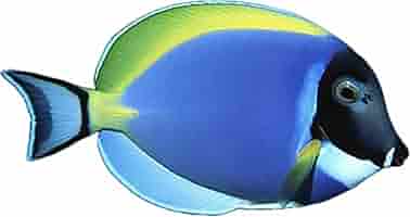 Amazon.com: coralSLover -Pescado de agua salada - Pescado