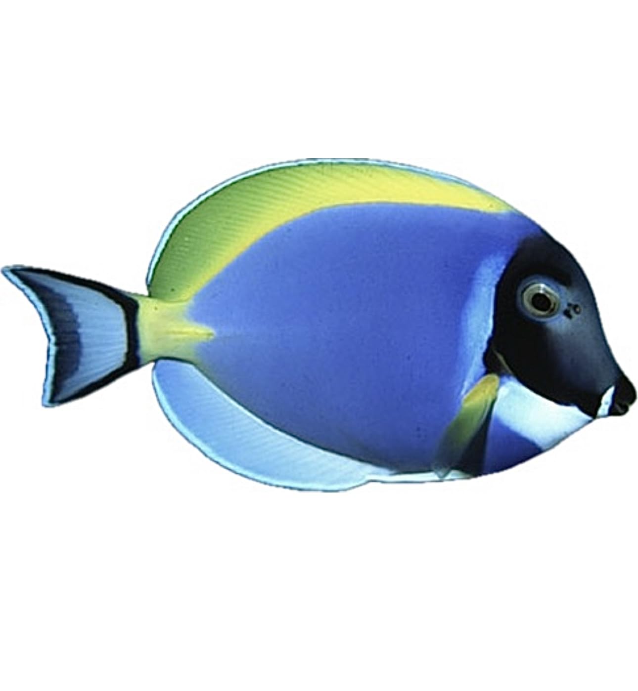 Peces de mar / Sea Fishes: Animales acuá Imagen gratis: Pescado, mar, agua salada, agua, colorido, alga