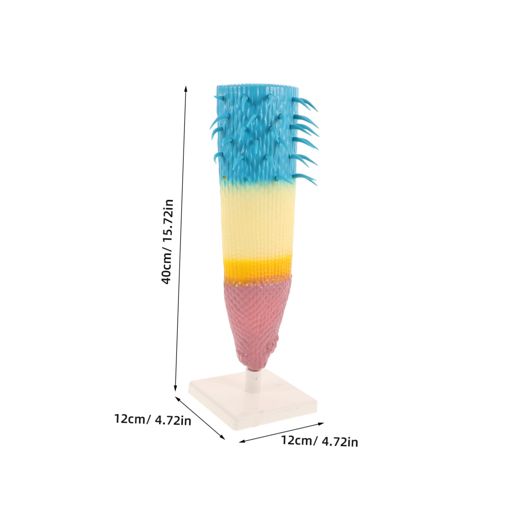 HEMOTON Anatomico Radice Mais per Studio Botanico Strumento Didattico Versatile per Scuole Medie e Superiori Leggero e Portatile per Lezioni Biologia e Laboratori Scientifici