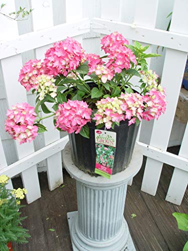 Hydrangea Mac. 'Pia' (Dwarf Pink Hydrangea) Shrub, Dwarf Habit With Pink Flowers, #2 - Size Container #TOP2