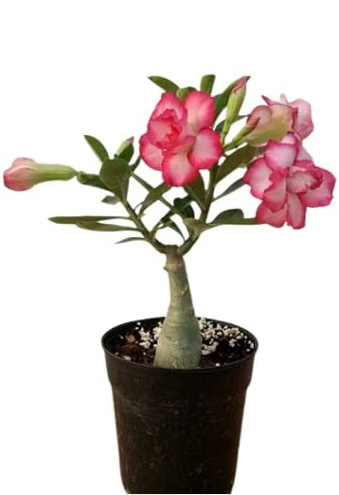 PlantaZee Adenium Live Plant with Free Cocopeat (B0943ZFS4B) Amazon Price History, Amazon Price Tracker