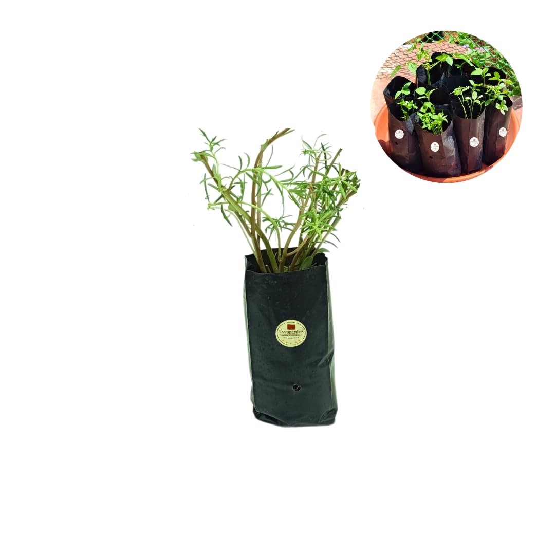 See full amazon price history chart for cocogarden Plastic UV Protected Poly Grow Bag for Seedling Nursery Cover Plant Bags (Black, 4 x 6 inch) - Pack of 25 | for Terrace and Balcony Gardening, Kitchen Vegetable and Flowering Plants cocogarden Plastic UV Protected Poly Grow Bag for Seedling Nursery Cover Plant Bags (Black, 4 x 6 inch) - Pack of 25 | for Terrace and Balcony Gardening, Kitchen Vegetable and Flowering Plants (B09WF465GJ) Amazon Price History, Amazon Price Tracker