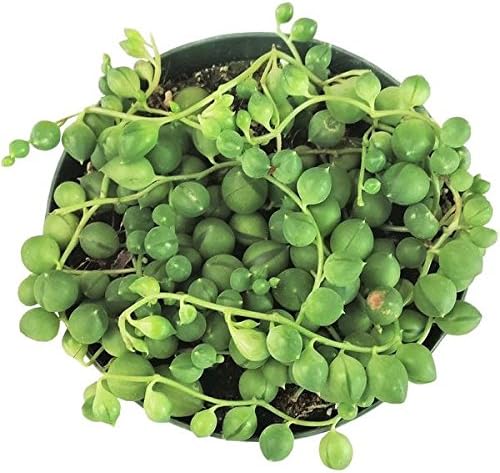 Shop Succulents Cadena perfecta de plantas suculentas de perlas, ideal para cestas colgantes o macetas de arrastre, maceta de 4 pulgadas