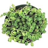Shop Succulents| Perfect String of Pearl Succulent Plant, Ideal for Hanging Baskets or Trailing Planters, 4