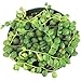Shop Succulents | Perfect String of Pearl Succulent Plant, Ideal for Hanging Baskets or Trailing Planters, 4" Pot