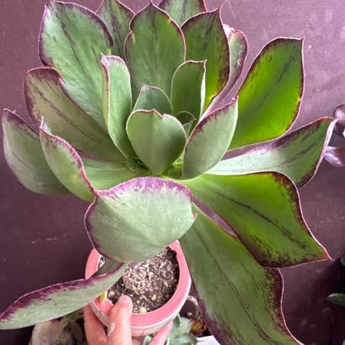 観葉植物 アエオニウム 多肉植物」の人気商品一覧 | 安い商品を通販