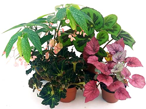 POWERS TO FLOWERS - BEGONIA REX POKER: JUNGLE BLACK, INCA FIRE, TAMAYA CORALLINA e MASONIANA, VASO 13CM, piante vere