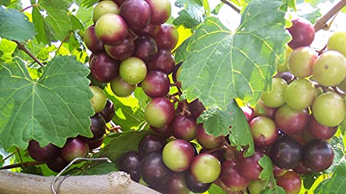 Muscadine Red Non Alcoholic Wine #TOP1