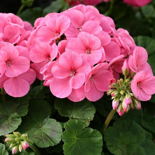 25 Pink Geranium Seeds - Vibrant Pink Pelargonium Flower Seeds for Garden Containers Window Boxes and Indoor/Outdoor Landscapes