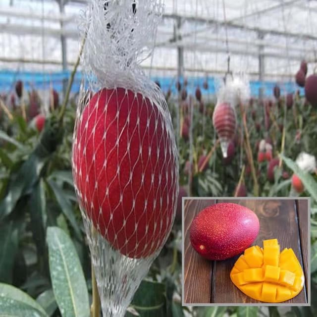 Image of Original Japanese Miyazaki Mango plant Grafted (2.5 to 3 Feet) Hybrid' Pack Of 1 Verified Quality Healthy Live grafted Plant Taiyo No Tamago Eggs Of Sun