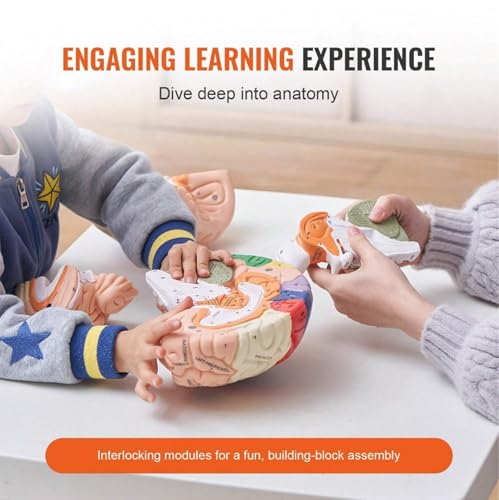 Image of Brain Model Anatomy 2X Life-Size 4-Part Detachable Human Brain Anatomical Model with Labels and Display Base, Color-Coded